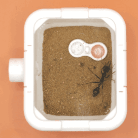 Ant Outworld 1