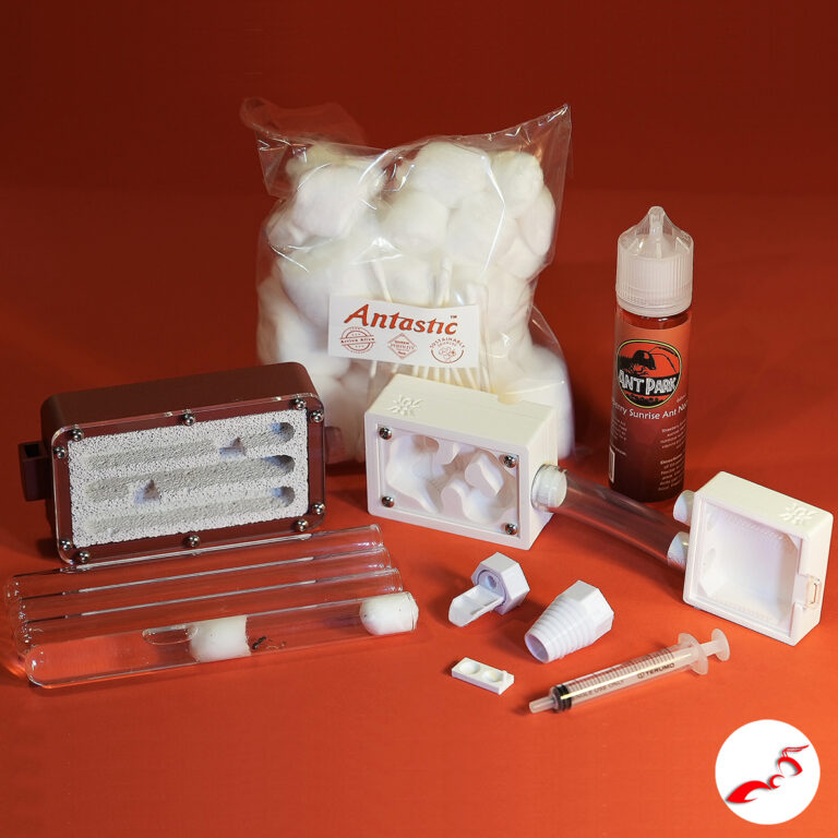 Buy Queen Ant Australia with Brood/Eggs /Workers At Antastic