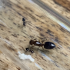 Crematogaster Queen Ant Valentine with Eggs