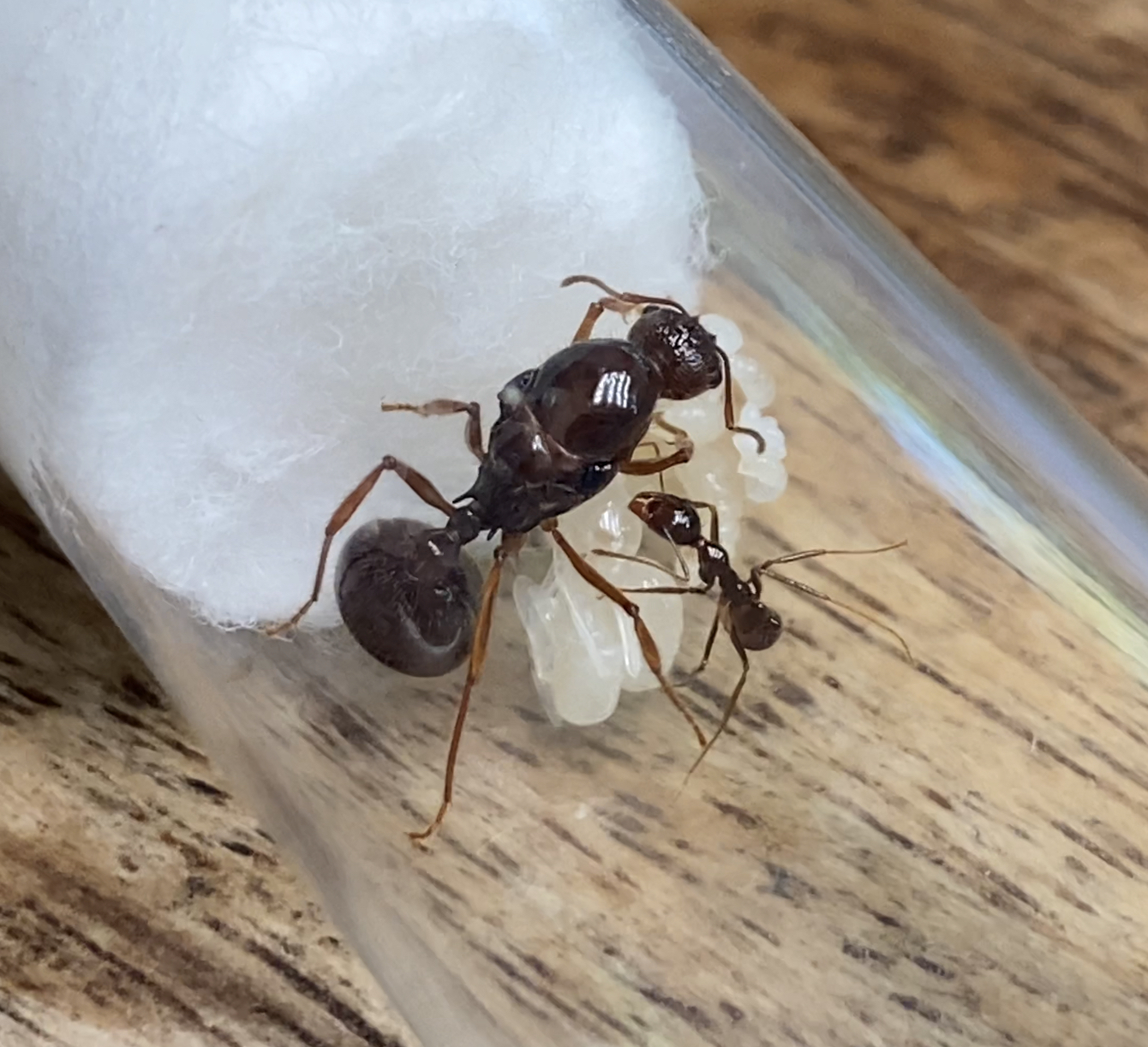 Sell your Ants at Antastic We will buy Queen Ants with Eggs