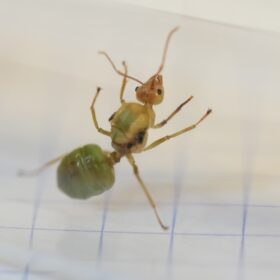 Green Weaver Queen Ant