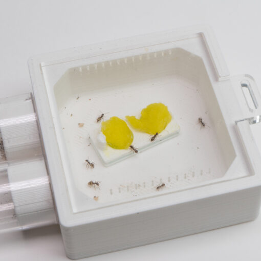 All Ant Equipment + Queen Ants with Eggs - Shop Now at Antastic
