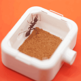 Outworld Queen Ant 1