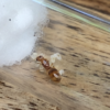 Pheidole Small Orange Queen Ant Big Headed