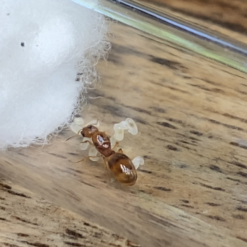 Pheidole Small Orange Queen Ant Big Headed