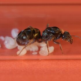 Queen Iridomyrmex Purpureus Meat Ant with Eggs