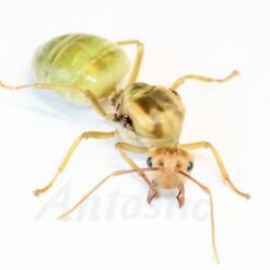 Oecophylla Smaragdina - Green Weaver Ant