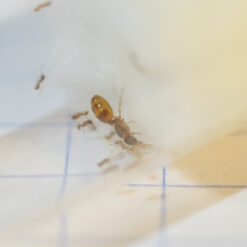 Alternative view of Pheidole Queen - Small Orange Big-Headed Ant
