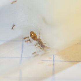 Small Orange Pheidole Big Headed Queen Ant 2