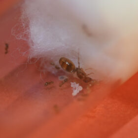 Small Orange Pheidole Big Headed Queen Ant