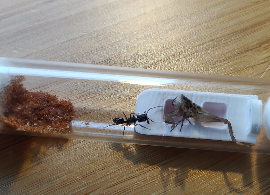 Queen Ant Feeding Tray, Test Tube Insert, 15mm 20mm Antastic