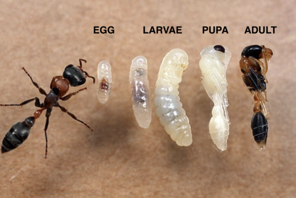 Stages of Development - The First Year of Your Ant Colony