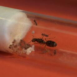 Alternative view of Beginner Queen Ant Starter Kit - Small Founding Nest