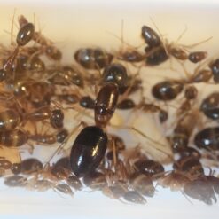 Camponotus Sugar Ant Colony - Queen + 25 + Workers/Majors (in Nest)