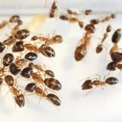Alternative view of Camponotus Sugar Ant Colony - Queen + 25 + Workers/Majors (in Nest)