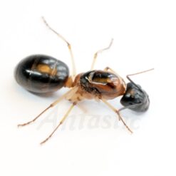 Alternative view of Camponotus Nigriceps Queen — Black-Headed Sugar Ant