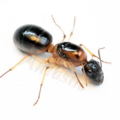 Camponotus Nigriceps Queen — Black-Headed Sugar Ant