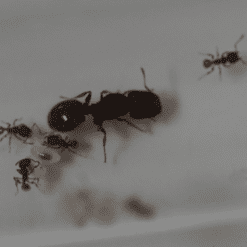 Alternative view of Meranoplus Queen - Shield Ant