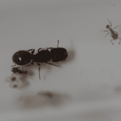 Meranoplus Queen - Shield Ant