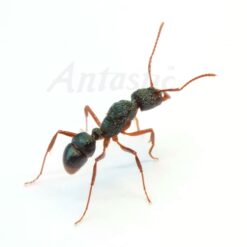 Rhytidoponera Chalybaea Queen - XL Dark Green Ant - Queen with Brood