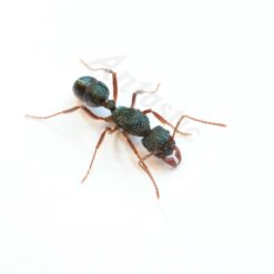 Alternative view of Rhytidoponera Chalybaea Queen - XL Dark Green Ant