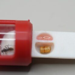 Sliding Ant Feeder Tray, Test Tube Cap - 16mm *New Design