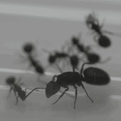 Polyrhachis Phryne Queen Ant
