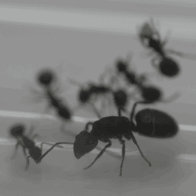 Polyrhachis phryne Queen Ant