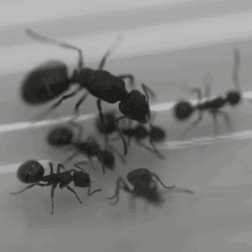Polyrhachis phryne Queen Ant 2