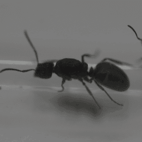 Polyrhachis phryne Queen Ant 3