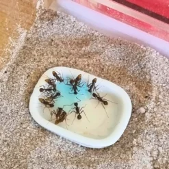 Ant Feeding Dish, Ceramic