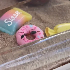 sweets_dd14178e-201f-40ed-99b7-e8168f9f8039.png