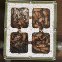 Alternative view of Colony 150+ Myrmecia Pyriformis Queen Ant (Giant Bull) in Multiple Nests