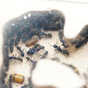 Green Ant Colony 1