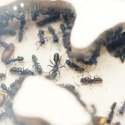 Alternative view of Colony 50+ Rhytidoponera Metallica Green Headed Queen Ant in Plaster Nest