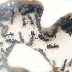 Green Ant Colony 11