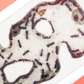 Green Ant Colony 5