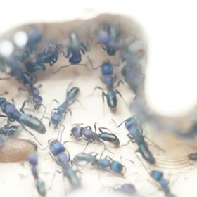 Green Ant Colony 6