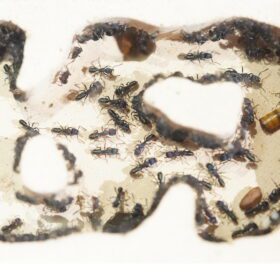 Green Ant Colony 8