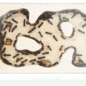 Green Ant Colony 9