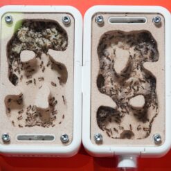 Colony 200+ Iridomyrmex Anceps (Mini-Meat Ant) in 2 x Medium Paster Nests