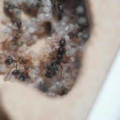 Alternative view of Colony 200+ Iridomyrmex Anceps (Mini-Meat Ant) in 2 x Medium Paster Nests