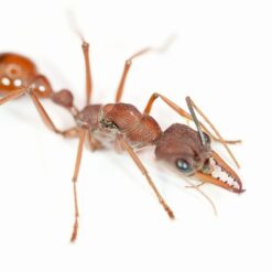 Myrmecia Nigriscapa Queen - Giant Red Bull Ant