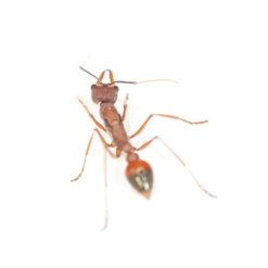 Alternative view of Myrmecia Nigriscapa Queen - Giant Red Bull Ant