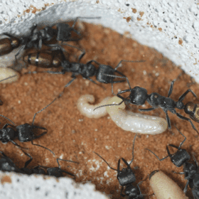 Screenshot 2025-11-29 at 4.27.46 pm