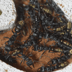 Colony 80+ Myrmecia Piliventris (Golden-Tailed Bull Ant) Queen Ant