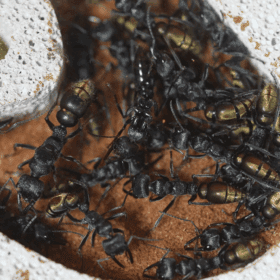 Screenshot 2025-11-29 at 4.28.43 pm