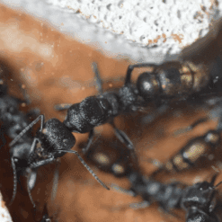 Alternative view of Myrmecia Piliventris Queen - Golden-Tailed Bull Ant