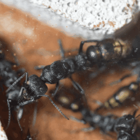 Screenshot 2025-11-29 at 4.29.20 pm