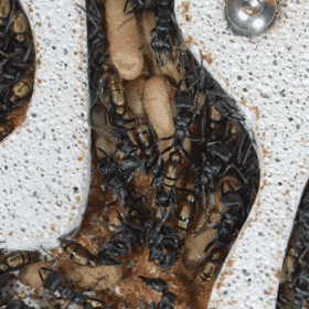 Screenshot 2025-11-29 at 4.29.46 pm